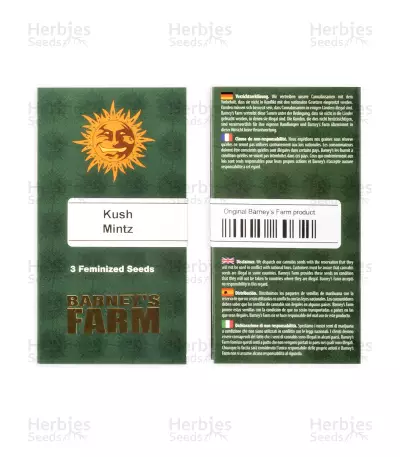 Kush Mintz feminisiertes Saatgut (Barney's Farm)
