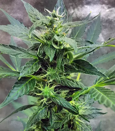 Narcotic Kush Auto (Cream of the Crop Seeds) Cannabis-Samen