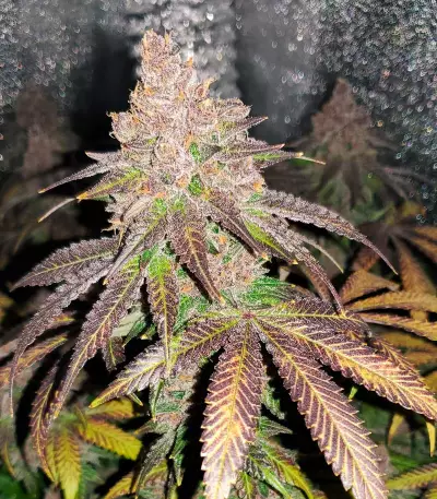 Red Hot Cookies feminisiertes Saatgut (Sweet Seeds)