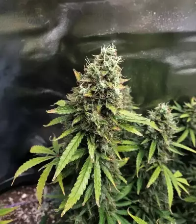 Amnesia Haze Auto Samen feminisiert (Barney's Farm)
