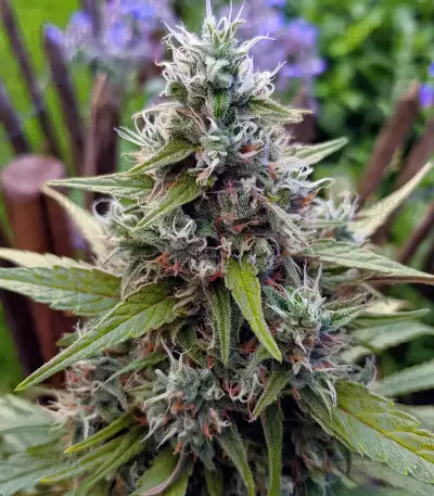 Amnesia Mac Ganja (Kera Seeds) Cannabis-Samen