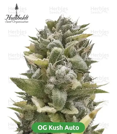 Autopilot Harvest Bundle #1: 3x3 seeds (Mixed)