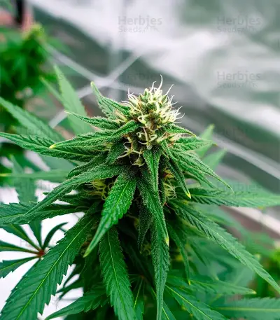 Edam Bomb (Cheese Bomb) (Bomb Seeds) Cannabis-Samen