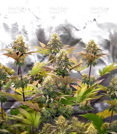 G.S. Cookies feminisierte Samen (Humboldt Seed Company)