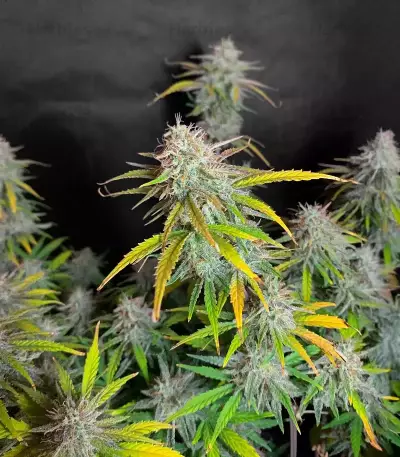 HubbaBubbaHaze Auto feminisierte Samen (Mephisto Genetics)