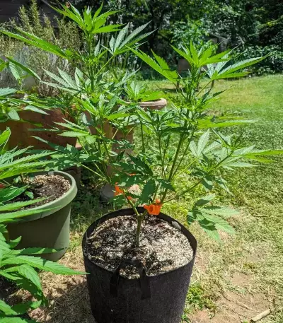 Humboldt Dream Autoflower feminisierte Samen (Humboldt Seed Company)