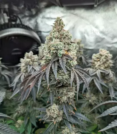 Mandarin Cookies R1 V2 feminisierte Samen (Ethos Genetics)