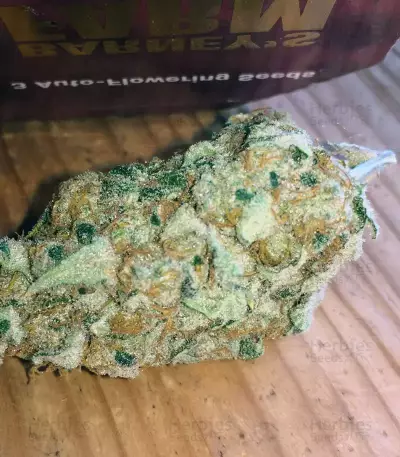 Pink Kush (Barney's Farm) Cannabis-Samen