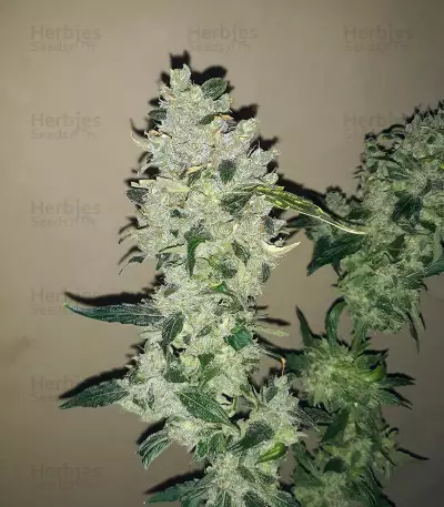 Shogun (RQS) Cannabis-Samen