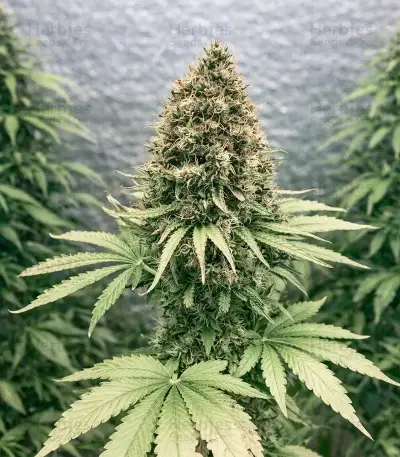 Skunk (Zambeza Seeds) Cannabis-Samen