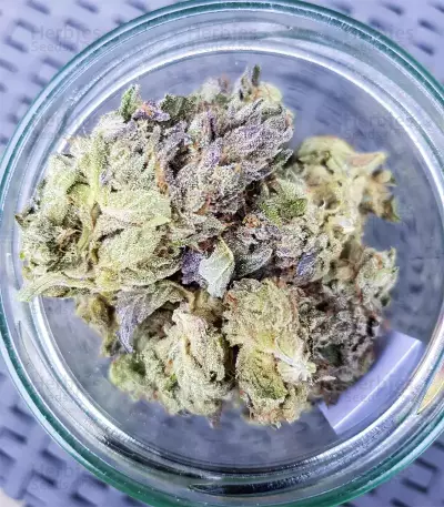 Triple G (RQS) Cannabis-Samen
