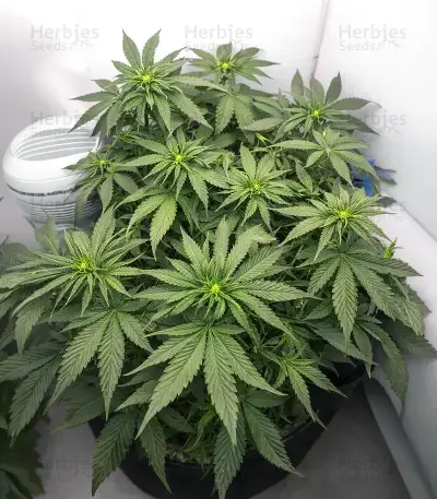 White Panther (White Snurf) (Ceres Seeds) Cannabis-Samen