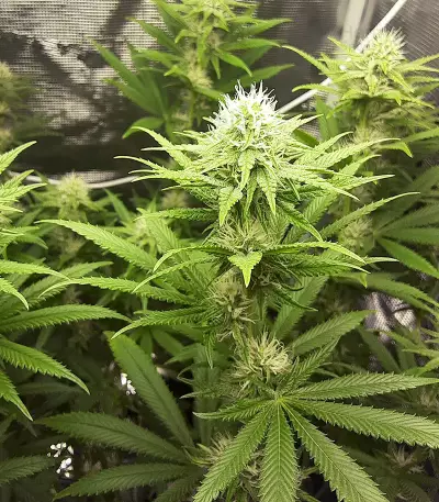 Tropicanna Banana cannabis strain