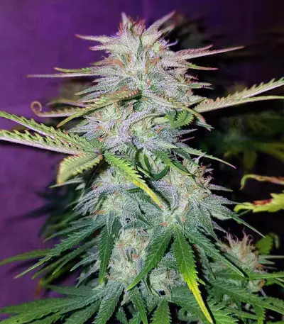 Wedding Cake (Cali Buds Seeds) Cannabis-Samen