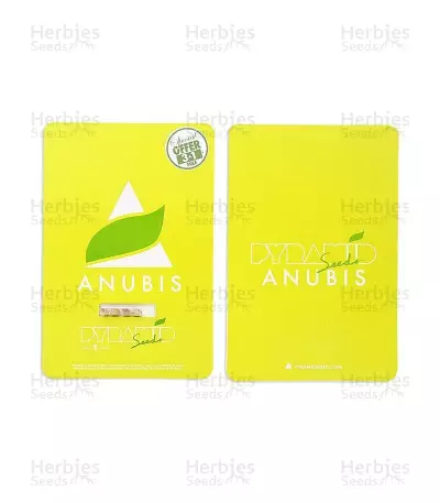 Anubis (Pyramid Seeds) Cannabis-Samen
