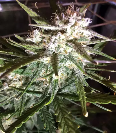 60 Day Lemon Autoflower (DNA Genetics) Cannabis-Samen