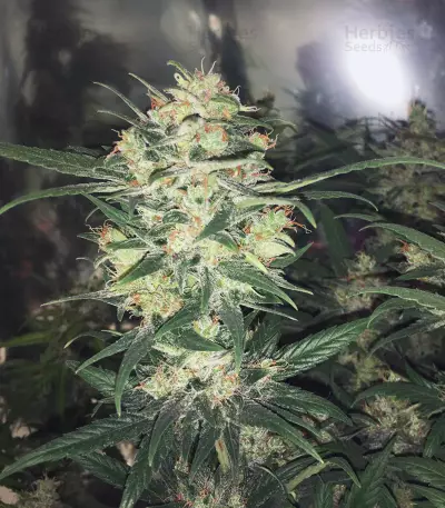 Amnesia Auto (Kera Seeds) Cannabis-Samen