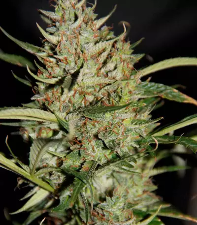 Auto Banana Blaze (Dutch Passion) Cannabis-Samen