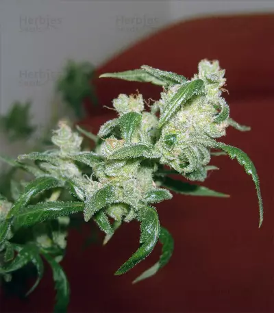 Berry Ryder Auto (Auto Seeds) Cannabis-Samen
