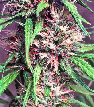 Bruce Banner #3 (Big Head Seeds) Cannabis-Samen