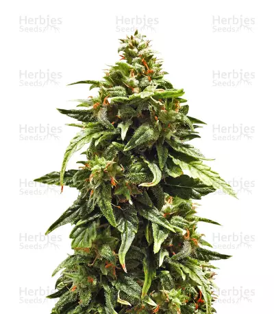 Buddha Medikit Auto CBD (Buddha Seeds) Cannabis-Samen