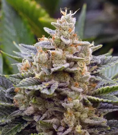 Chemdawg #4 (Big Head Seeds) Cannabis-Samen