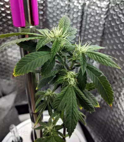 Chemdawg #4 (Big Head Seeds) Cannabis-Samen