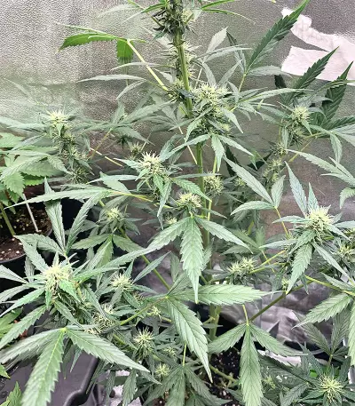 Cookies and Cream Strain
