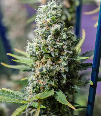 Critical Kush regular (Barney's Farm) Cannabis-Samen