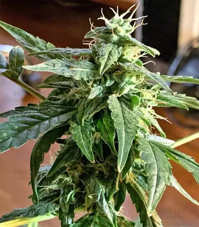 Durban Regular (CannaBioGen) Cannabis-Samen
