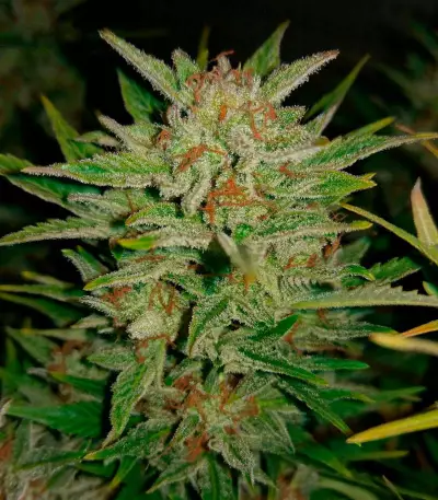 Fast & Vast Auto (Heavyweight Seeds) Cannabis-Samen