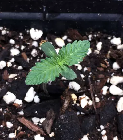 Gelato 33 (Advanced Seeds) Cannabis-Samen