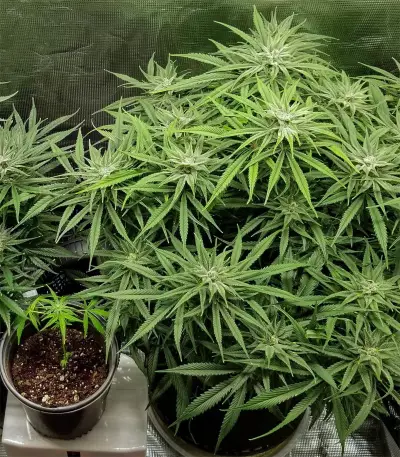 Gorilla Cookies (Big Head Seeds) Cannabis-Samen