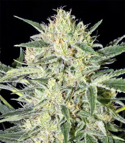 Hawaiian Punch (Sagarmatha Seeds) Cannabis-Samen