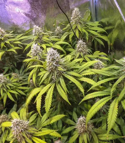 Jägg Kush (Delicious Seeds) Cannabis-Samen