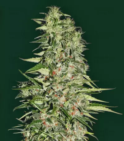 Jamaican Pearl strain