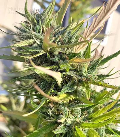 King's Banner regular (Dark Horse Genetics) Cannabis-Samen