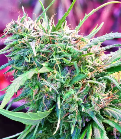 Malawi Breeders Pack regular (Ace Seeds) Cannabis-Samen