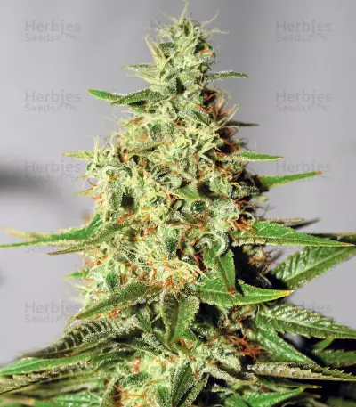 Master Kaze Regular (Mr. Nice Seedbank) Cannabis-Samen
