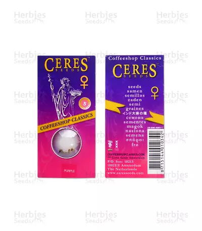 Purple (Ceres Seeds) Cannabis-Samen