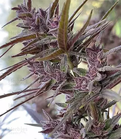 Panama Haze (Ace Seeds) Cannabis-Samen