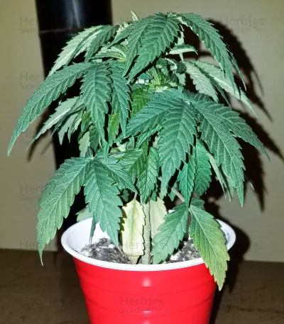 Red Russian XXL (Victory Seeds) Cannabis-Samen