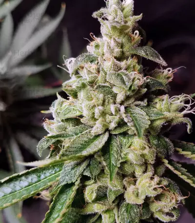 Ripper badazz (Ripper Seeds) Cannabis-Samen