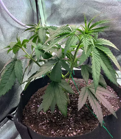 Skywalka Ghost Kush (Big Head Seeds) Cannabis-Samen