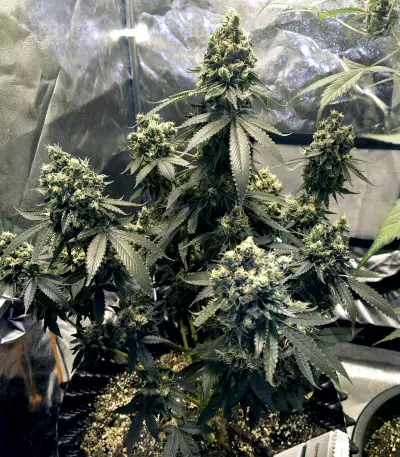 Sour Tangie (Reserva Privada) Cannabis-Samen