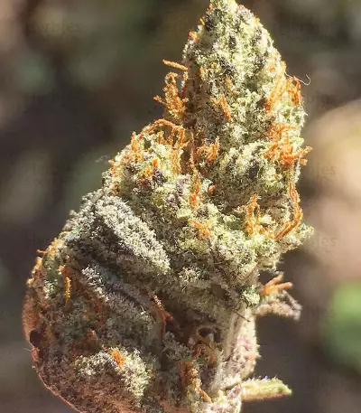 JillyBean regular (TGA Subcool Seeds / SubCool’s The Dank) Cannabis-Samen