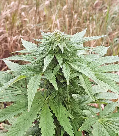 Super Skunk Autoflower (Seedstockers) Cannabis-Samen