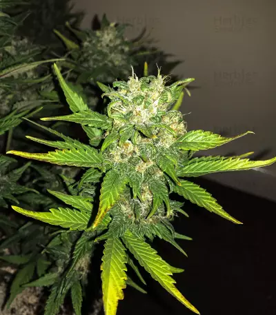 Tangie'matic Auto feminisierte Samen (Fast Buds)