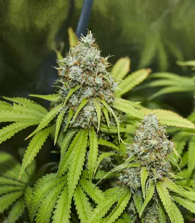 Trainwreck (Humboldt Seeds Organization) Cannabis-Samen