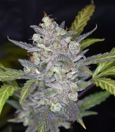 Wedding Cake Auto (Original Sensible Seeds) Cannabis-Samen